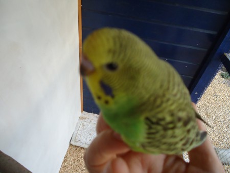 een van de parkieten jongen